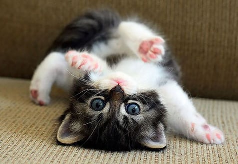 cute-kitten.jpg