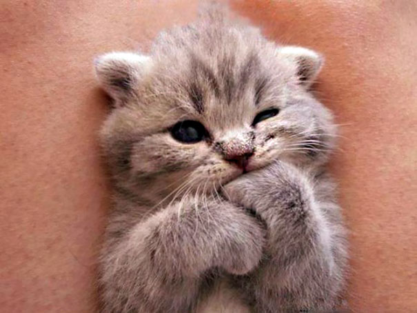 cute-kitten2.jpg